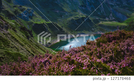 Breathtaking mountain landscape featuring vibrant purple heather flowers in the foreground. 127178468