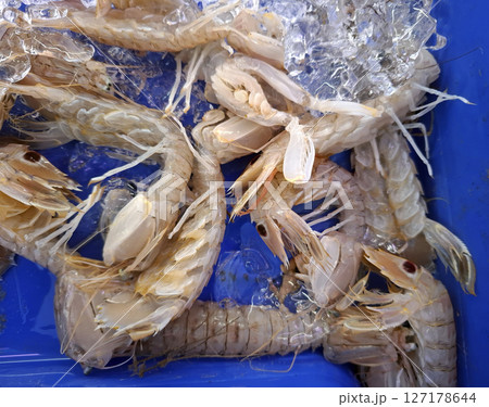 Fresh mantis shrimp are arranged in a blue container at Denia fish market in Spain, highlighting the vibrant seafood culture. Local vendors offer these unique delicacies to shoppers. Fresh mantis shrimp are arranged in a blue container at Denia fish market in Spain, highlighting the vibrant seafood culture. Local vendors offer these unique delicacies to shoppers. 127178644