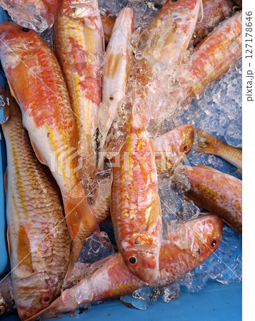 Fresh red mullet fish, known as Mullus barbatus, are displayed on ice at Denia fishing market in Spain, highlighting the region's rich seafood offerings. Fresh red mullet fish, known as Mullus barbatus, are displayed on ice at Denia fishing market in Spain, highlighting the region's rich seafood offerings. 127178646
