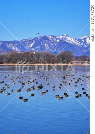 マガンの寄留地「宮島沼」の風景 マガンの寄留地「宮島沼」の風景 127178720
