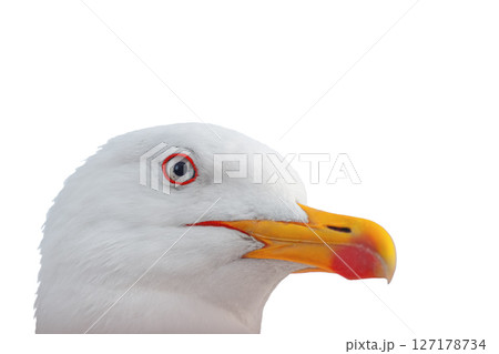 Photo of a large head of an adult ivory gull looking at the camera, isolated on a white transparent background, close-up. Amazing living creatures of the animal world, bird watching 127178734
