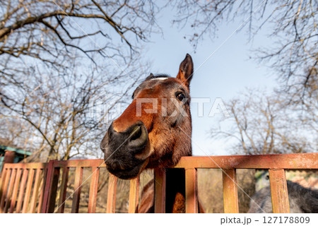 funny portrait of brown horse, selective focus. funny portrait of brown horse, selective focus. 127178809
