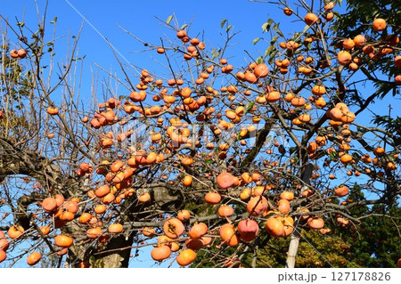 オレンジ色の柿の実 127178826