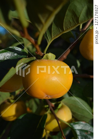 オレンジ色の柿の実 127178827