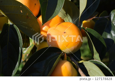 オレンジ色の柿の実 127178828