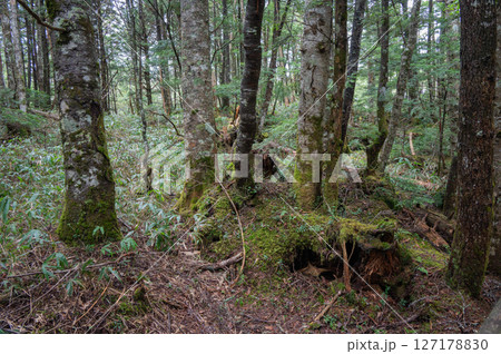 【乗鞍高原】神秘的な森【牛留池遊歩道】 【乗鞍高原】神秘的な森【牛留池遊歩道】 127178830