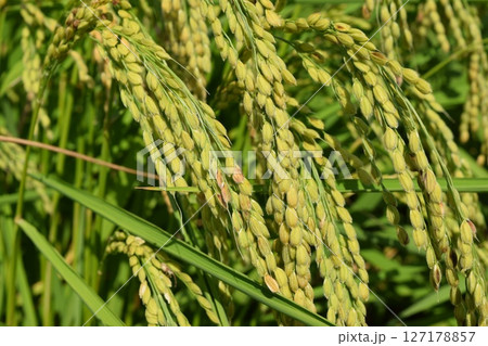 稔り始めた稲穂 庄内米 稔り始めた稲穂 庄内米 127178857