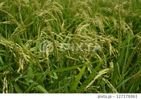 稔り始めた稲穂 庄内米 稔り始めた稲穂 庄内米 127178861