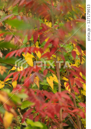 秋の森景色　紅葉　黄葉のカラフルな森の木 127179013