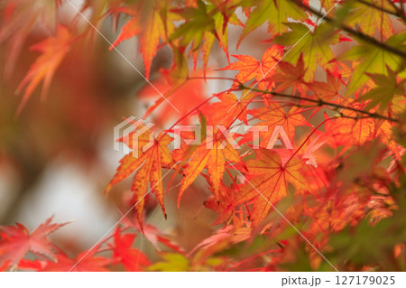 秋の森景色 赤と緑が混在する紅葉したもみじ 秋の森景色 赤と緑が混在する紅葉したもみじ 127179025