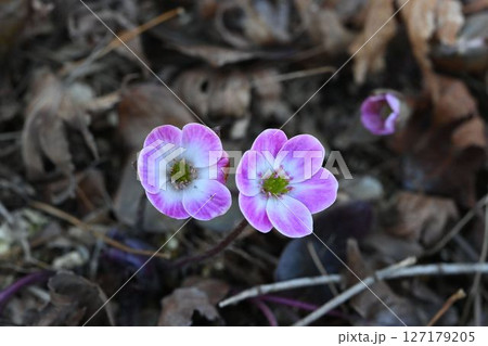 淡いピンク色を帯びた花弁に似た萼片が綺麗な二輪のオオミスミソウの花 127179205