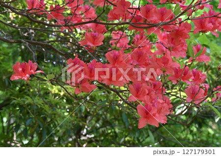 西日本の里山に自生する鮮やかなオレンジ色の花が綺麗なオンツツジ 127179301