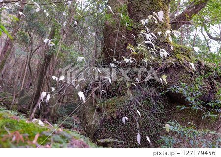 屋久島白谷雲水峡　色づいたアオツリバナ(12月 127179456