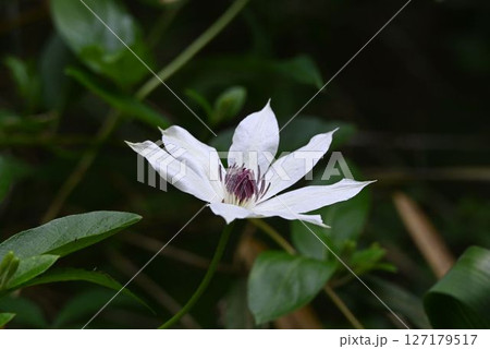六甲の山の林縁で見た白色の花弁に似た萼片の中に多数の暗紫色の雄しべが並んでいる花が綺麗なカザグルマ 六甲の山の林縁で見た白色の花弁に似た萼片の中に多数の暗紫色の雄しべが並んでいる花が綺麗なカザグルマ 127179517