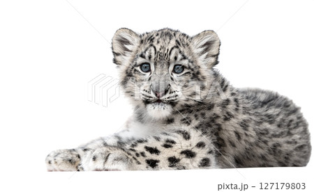 ユキヒョウの子供と白い背景 127179803