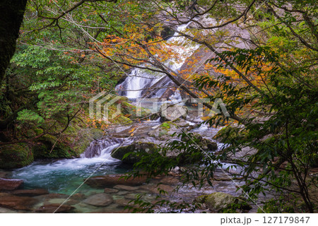 屋久島白谷雲水峡　木漏れ日と紅葉の谷(12月 127179847