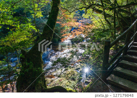 屋久島白谷雲水峡　木漏れ日と紅葉の谷(12月 127179848