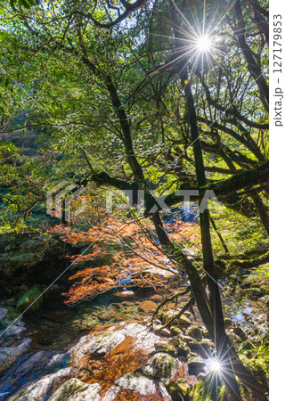 屋久島白谷雲水峡の森(12月)きれいな紅葉と神が住む渓谷 127179853