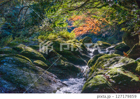 屋久島白谷雲水峡 木漏れ日と紅葉の谷(12月 屋久島白谷雲水峡 木漏れ日と紅葉の谷(12月 127179859