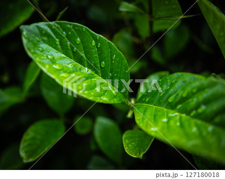 葉についた水滴 梅雨 葉についた水滴 梅雨 127180018
