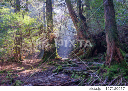 屋久島白谷雲水峡　木漏れ日と神が宿る森(1月 127180057