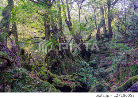 屋久島白谷雲水峡 木漏れ日と神が宿る森(1月 屋久島白谷雲水峡 木漏れ日と神が宿る森(1月 127180058