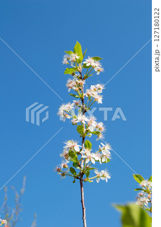 One cherry blossom branch on a blue sky background, vertical One cherry blossom branch on a blue sky background, vertical 127180122
