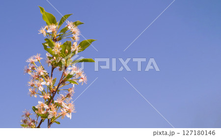 Banner with copy space to the right, a single cherry blossom branch against a blue sky background 127180146