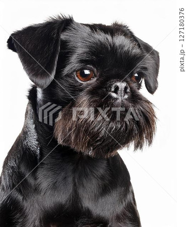 ベルジアン・グリフォンのポートレート ベルジアン・グリフォンのポートレート 127180376