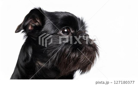 ベルジアン・グリフォンのポートレート ベルジアン・グリフォンのポートレート 127180377