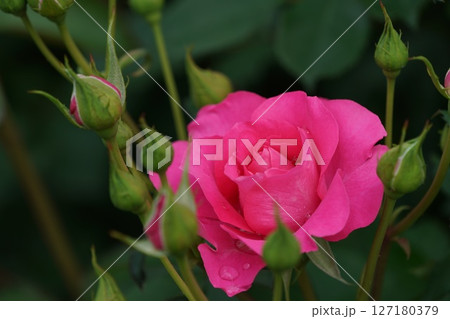 ピンク色のバラの花 ピンク色のバラの花 127180379