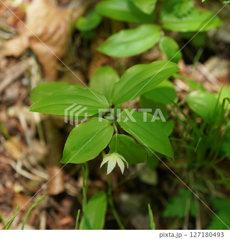 チゴユリの花 チゴユリの花 127180493