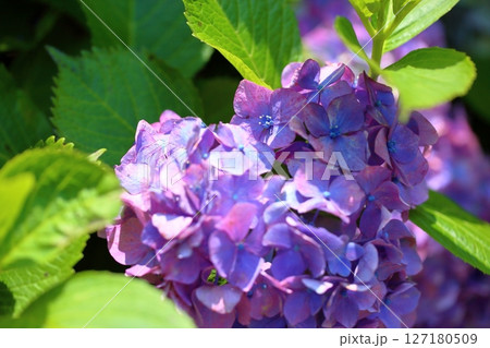 アジサイの花　可愛い　真花 127180509