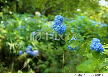 爽やか アジサイの花 爽やか アジサイの花 127180510