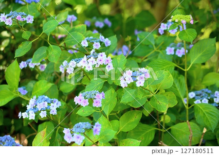 爽やか ガクアジサイの花 爽やか ガクアジサイの花 127180511