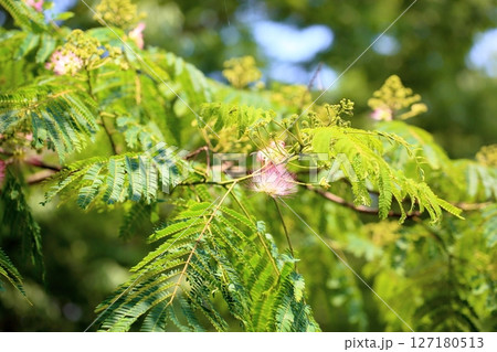 可愛い ネムノキの花 可愛い ネムノキの花 127180513