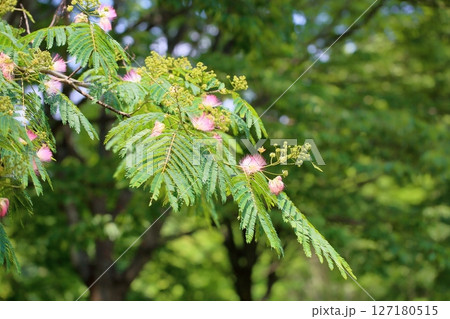 可愛い　ネムノキの花 127180515