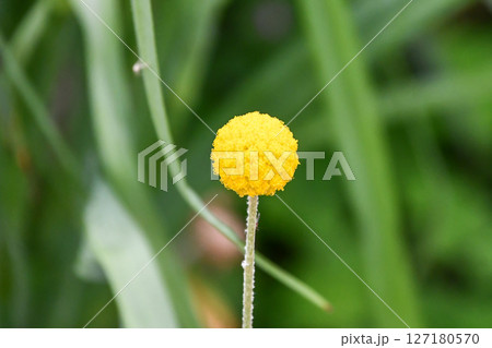 クラスペディア Billy Buttons 'Golf Beauty' クラスペディア Billy Buttons 'Golf Beauty' 127180570