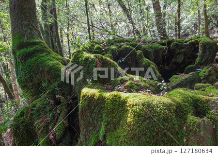 屋久島白谷雲水峡　神が宿る屋久杉切り株(1月 127180634