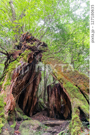 屋久島白谷雲水峡 神が宿る屋久杉切り株(1月 屋久島白谷雲水峡 神が宿る屋久杉切り株(1月 127180635