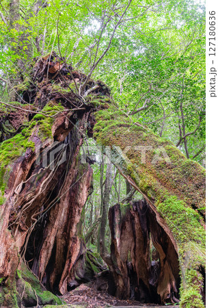 屋久島白谷雲水峡　屋久杉切り株　島の生き証人(冬 127180636