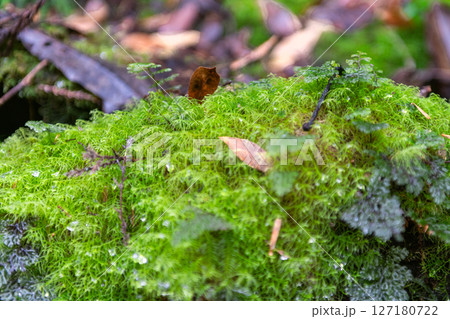 屋久島白谷雲水峡　苔が日本一きれいな森(1月 127180722
