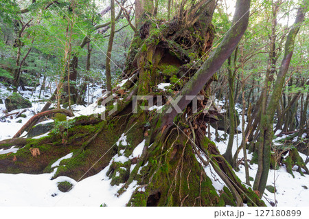 屋久島白谷雲水峡　神が宿る森(冬 127180899