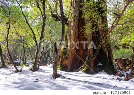 屋久島白谷雲水峡　木漏れ日と屋久杉の森(1月 127180901