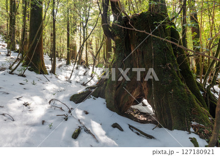 屋久島白谷雲水峡　極寒の神が宿る森(1月 127180921