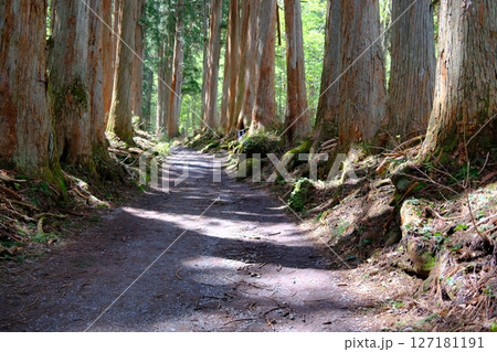 戸隠神社奥社参道の杉並木と苔むした根が続く神秘の道 戸隠神社奥社参道の杉並木と苔むした根が続く神秘の道 127181191