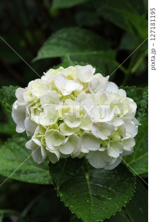 雨に濡れた白い紫陽花 雨に濡れた白い紫陽花 127181195