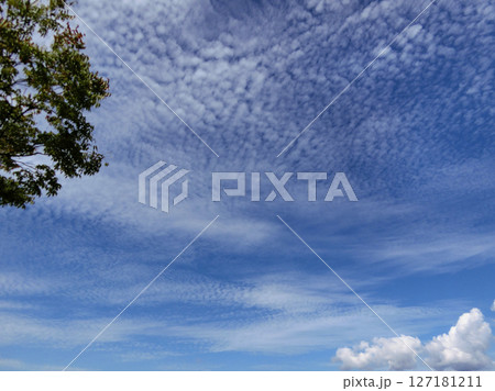 秋の青空うろこ雲 127181211