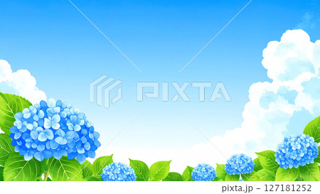 紫陽花 青空 梅雨明け 紫陽花 青空 梅雨明け 127181252