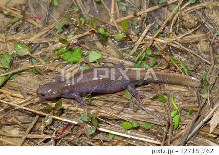 産卵池近くで見つけたトウキョウサンショウウオの雌 127181262